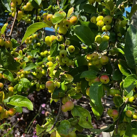 Toekomst 27 - Not Intended For Company Or Work-related Dom wakacyjny Ouddorp