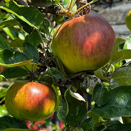 Dom wakacyjny Toekomst 27 - Not Intended For Company Or Work-related